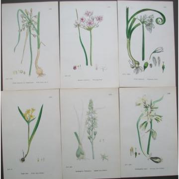 Lot of 6 Bulbs Star of Bethel Garlic Sowerby English Botany Hand Colored Prints
