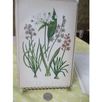 Vintage Print,BROAD LEAVED GARLIC,Flowering Plants Great Britain,1880,Pratt