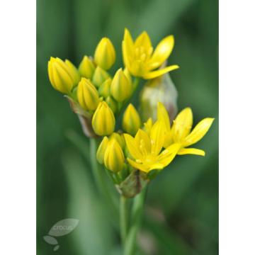 10 Golden Lady bulbs (Golden Garlic) / Allium moly