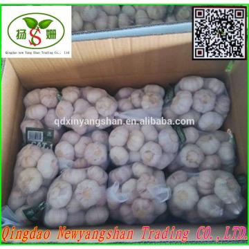 Professional 2017 year china new crop garlic Garlic  Exporter  In  China  Wholesale Chinese Garlic Packing In 10KG Boxes