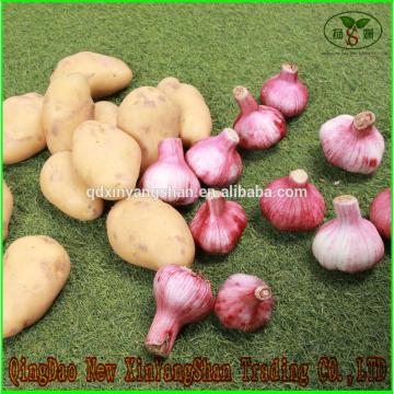 (HOT) 2017 year china new crop garlic FRESH  Garlic/CHINA  Purple  Garlic,good  faith wholesalers