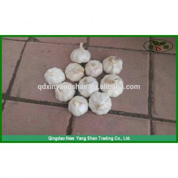 (HOT) 2017 year china new crop garlic Fresh  white  garlic  specification  more than 5 cm/GARLIC