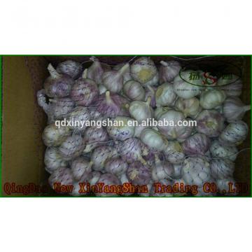 (HOT) 2017 year china new crop garlic Wholesale  fresh  purple  garlic  exporters in China