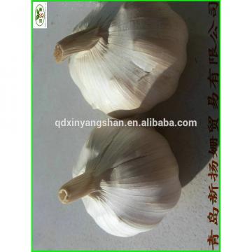 China 2017 year china new crop garlic is  best,  the  most  fresh White garlic,PURE GARLIC!