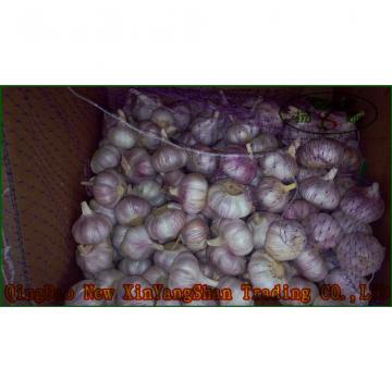 Garlic 2017 year china new crop garlic Production  Peeled  Garlic  Wholesale  Price
