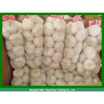 Fresh 2017 year china new crop garlic Chinese  Garlic  Wholesale  Price 
