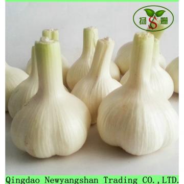 Wholesale 2017 year china new crop garlic Chinese  2017  Fresh  Garlic  Price Purple/Red/Pure White Garlic