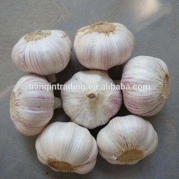 2017 2017 year china new crop garlic Chinese  Garlic  New  Crop 