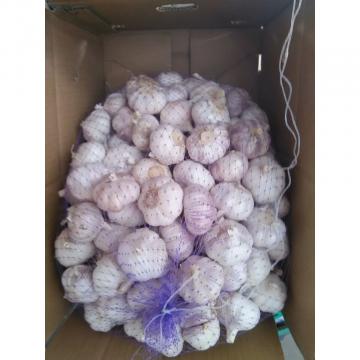 Normal 2017 year china new crop garlic white  fresh  garlic  with  carton mesh bag