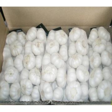 Chinese 2017 year china new crop garlic normal  white  fresh  garlic  mesh bag carton