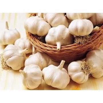 ISO 2017 year china new crop garlic 9001  fresh  chinese  white  garlic