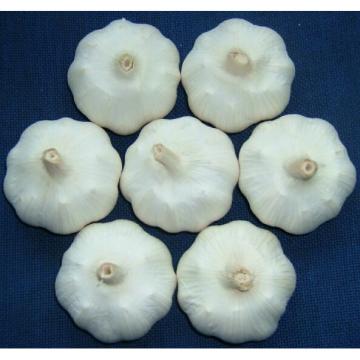 Hot 2017 year china new crop garlic sale  normal  white  fresh  garlic with good quality