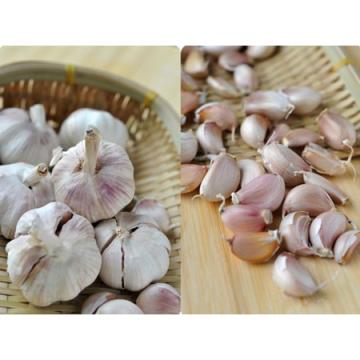 ISO 2017 year china new crop garlic Global  GAP  HACCP  KOSHER  JAS certification fresh garlic and ginger