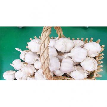 Wholesale 2017 year china new crop garlic 2017  normal  white  fresh  garlic with mesh bag or ctn