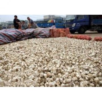 2017 2017 year china new crop garlic hot  sale  normal  white  fresh garlic