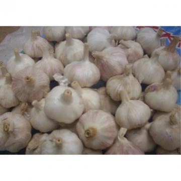 Hot 2017 year china new crop garlic sale  fresh  Chinese  normal  white garlic