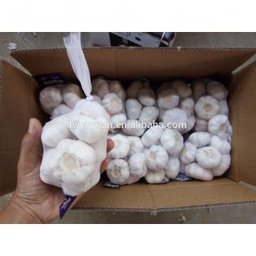 YUYUAN 2017 year china new crop garlic brand  hot  sail  fresh  garlic garlic exporters china