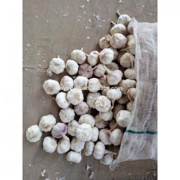 YUYUAN 2017 year china new crop garlic brand  hot  sail  fresh  garlic garlic flake