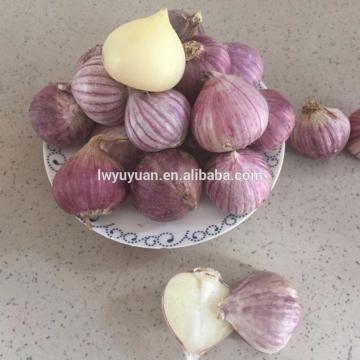 YUYUAN 2017 year china new crop garlic brand  hot  sail  fresh  garlic garlic market price