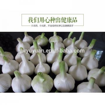 YUYUAN 2017 year china new crop garlic brand  hot  sail  fresh  garlic garlic oil price