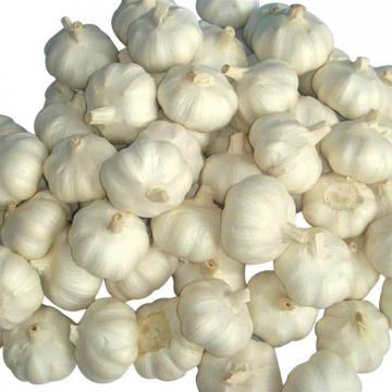Good 2017 year china new crop garlic quality  agricultural  product  snow  white garlic with low price
