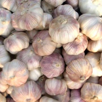 Professional 2017 year china new crop garlic supplier  of  garlic  in  brine exporter with competitive price