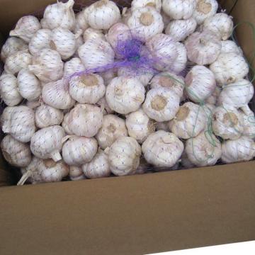 Good 2017 year china new crop garlic quality  agricultural  product  snow  white garlic with low price