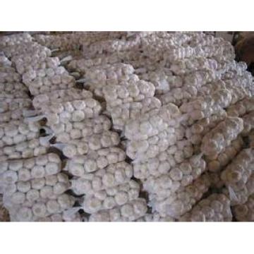 New 2017 year china new crop garlic Crop  5cm-6.5cm  20kg  mesh  bag pure white and normal white fresh garlic