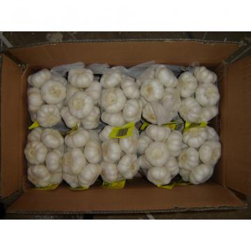 fresh 2017 year china new crop garlic white  garlic   