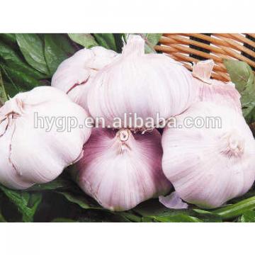 High Quality Garlic