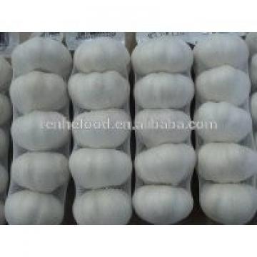Chinese fresh garlic natural garlic 4.5cm-6.5cm