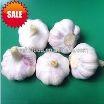 Super fresh pure white garlic from Renhe Food