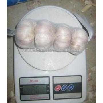 Importer to buy fresh garlic from China Factory