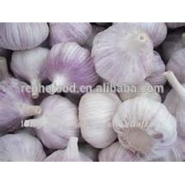 2017 New Crop Fresh White Garlic with Carton Packing