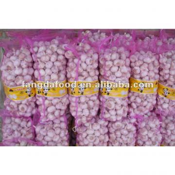 crop Chinese pure white garlic packed in carton