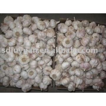 New Fresh Normal White Garlic