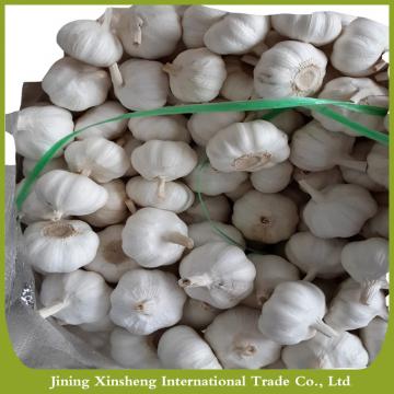 Fresh new crop white garlic