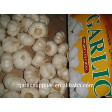 New crop garlic