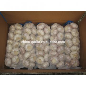 China Garlic Type and Fresh Style