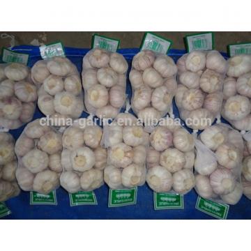 Supply China Garlic New Season 2017 Crop - cheap price