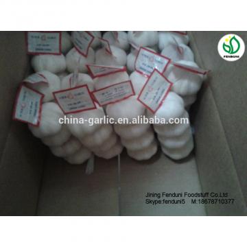 chinese supplier 50mm+ Fresh Garlic to global market