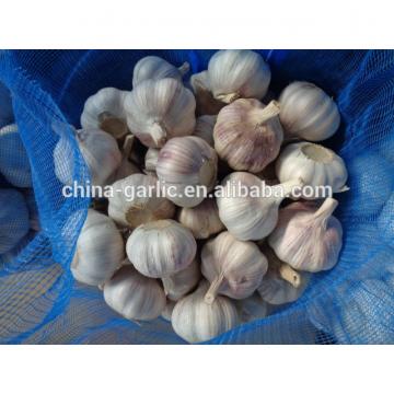 2017 crop fresh common white garlic for sale