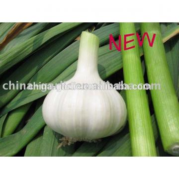 Factory supply high quality fresh Garlic for sale