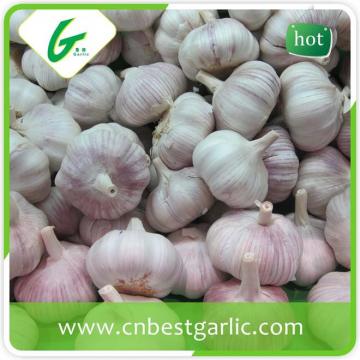 Bulk fresh pure white garlic manufacturers for sale