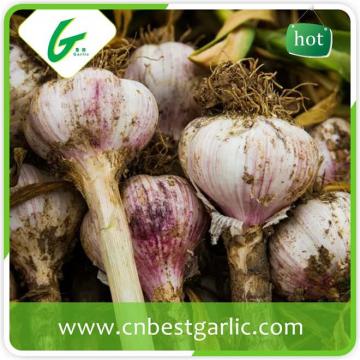China natural big size white garlic supplier