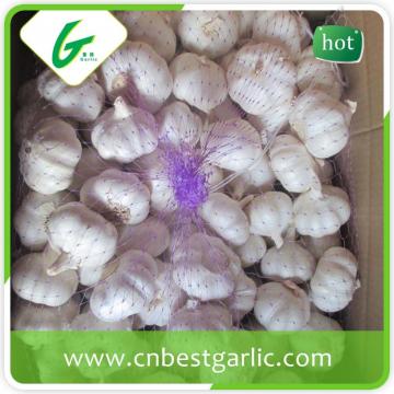 China natural big size white garlic supplier