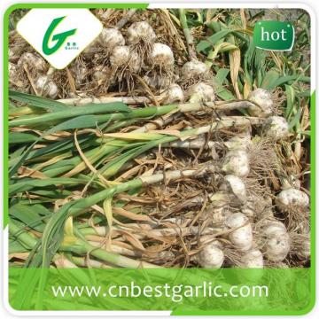 5.5cm white fresh chinese cheap garlic price
