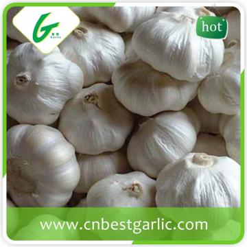China fresh natural garlic in carton normal white