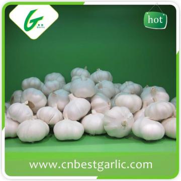 Pure white fresh normal natural white garlic