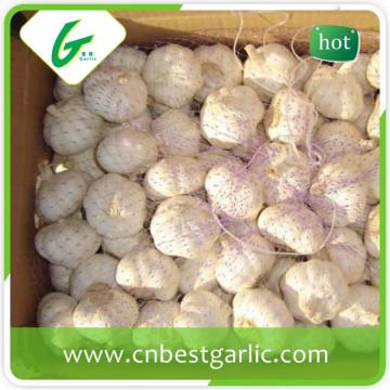 5.5cm fresh big size garlic pure white